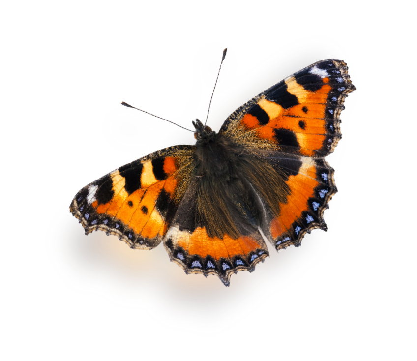 butterfly
