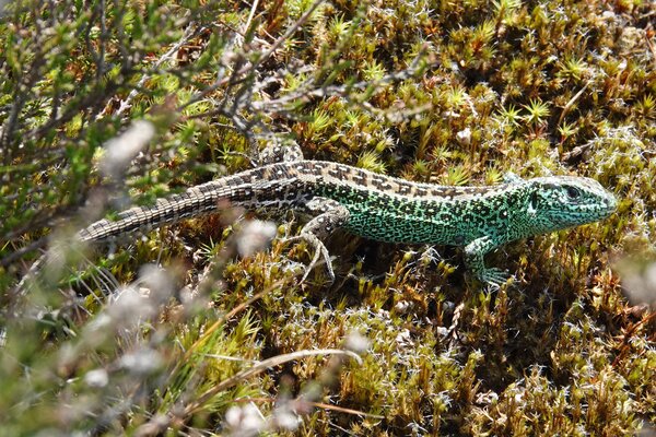 Foto: Sergé Bogaerts