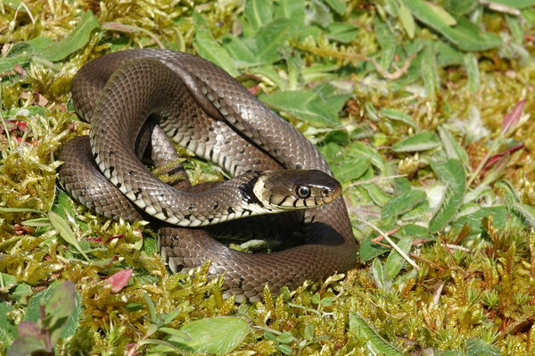 Foto: Sergé Bogaerts