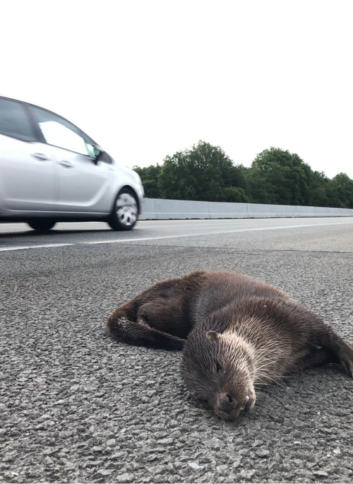 Foto: Johann Prescher