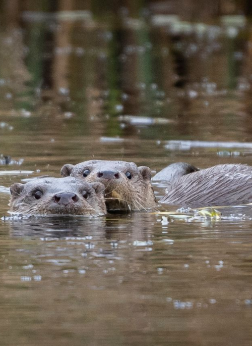 Foto: Johann Prescher