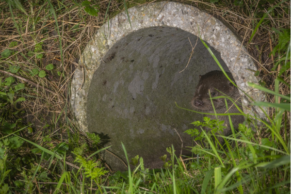 Foto: Johann Prescher