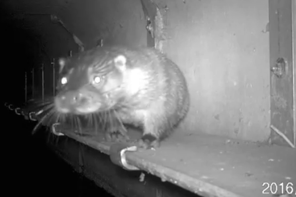 Foto: Ark Rewilding Nederland