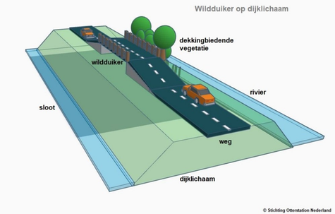 Afbeelding: Stichting Otterstation Nederland
