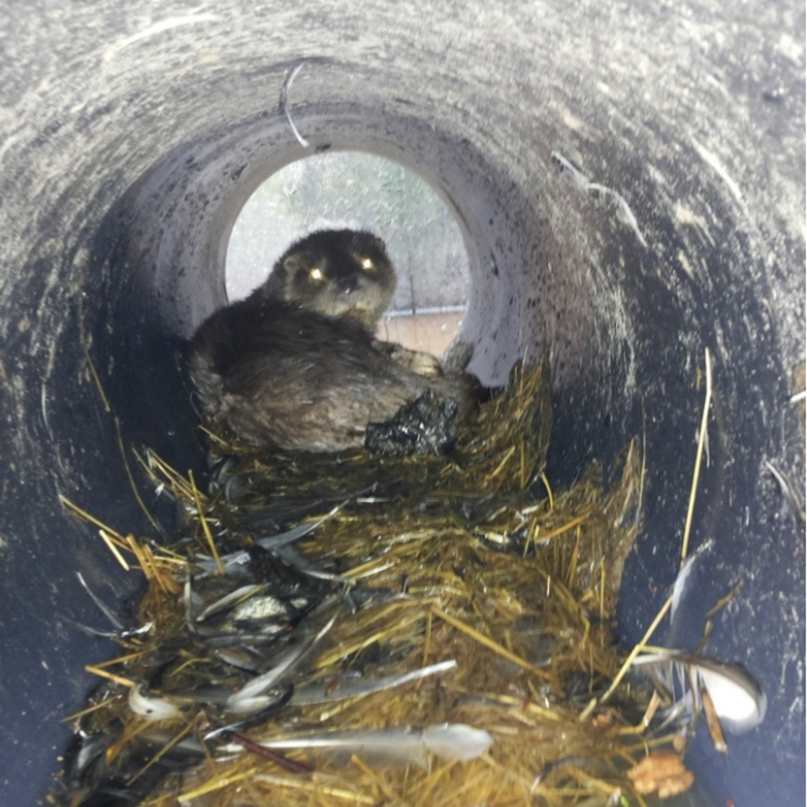 Otters en andere dieren kunnen een faunabuis als dagrustplaats gebruiken. Foto: Harrie Bosma