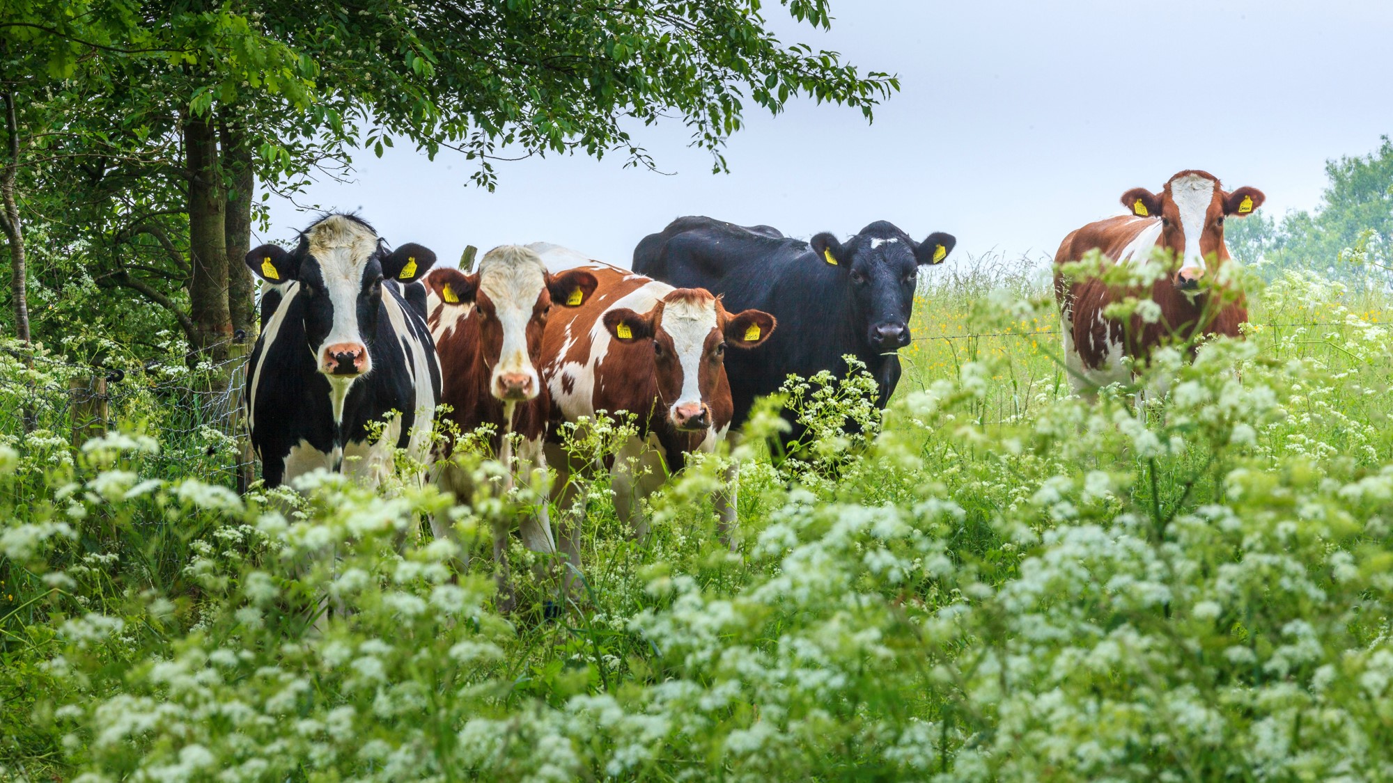 Deltaplan Biodiversiteitsherstel stimuleert acht innovatieve projecten voor biodiversiteitsherstel