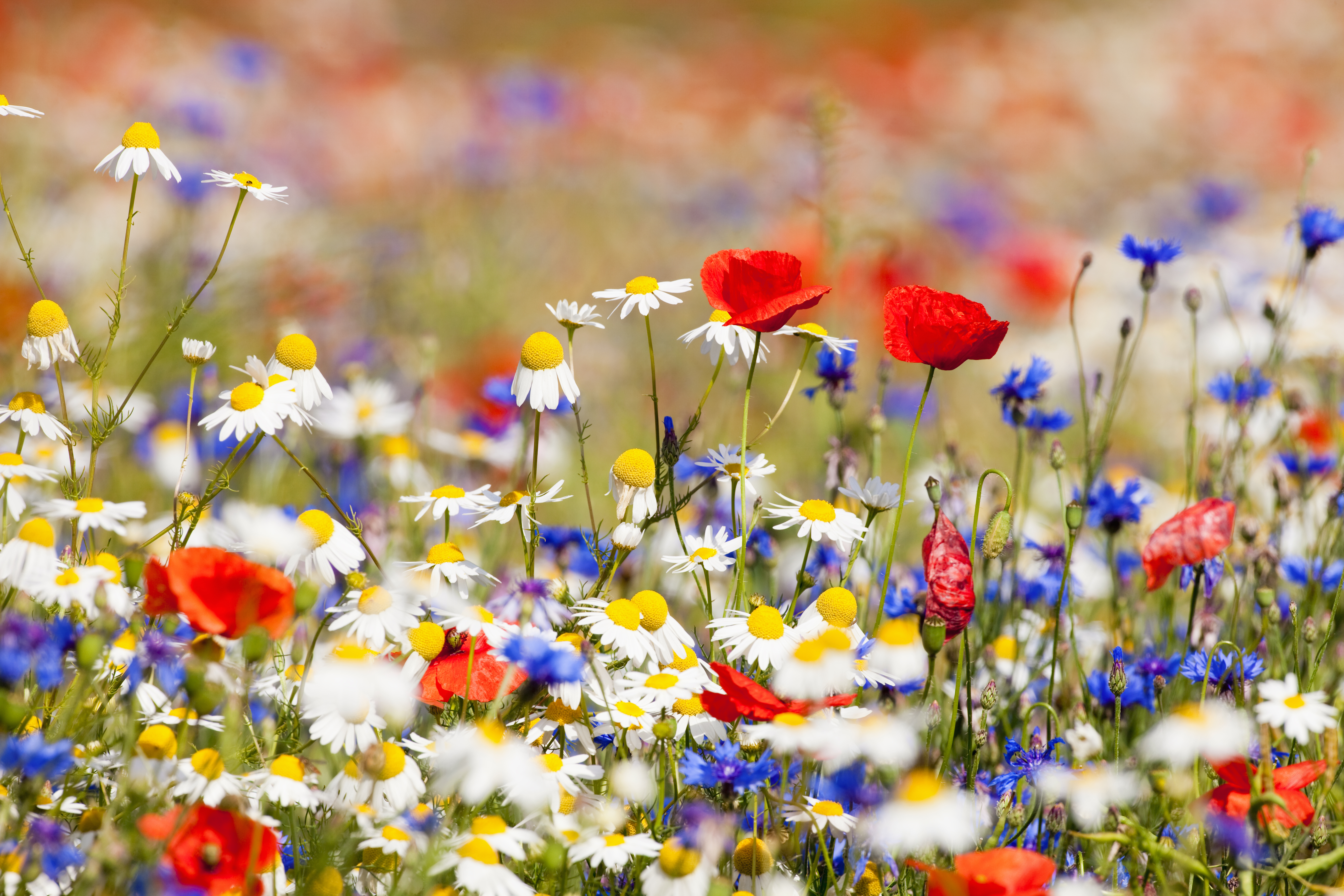 Resultaten onderzoek Beelden van Biodiversiteit