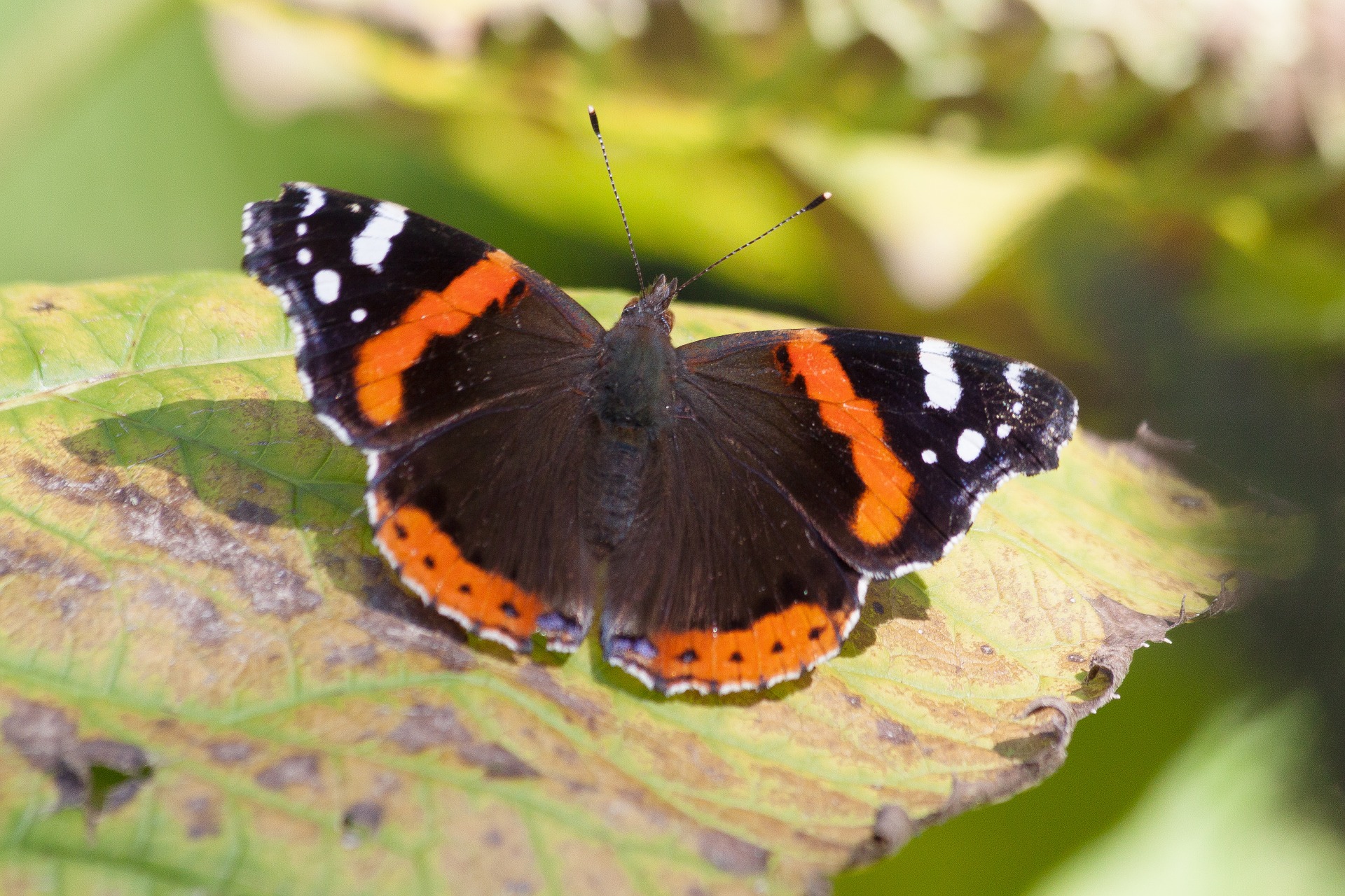 Biodiversiteitsverlies leidt tot financiële risico’s