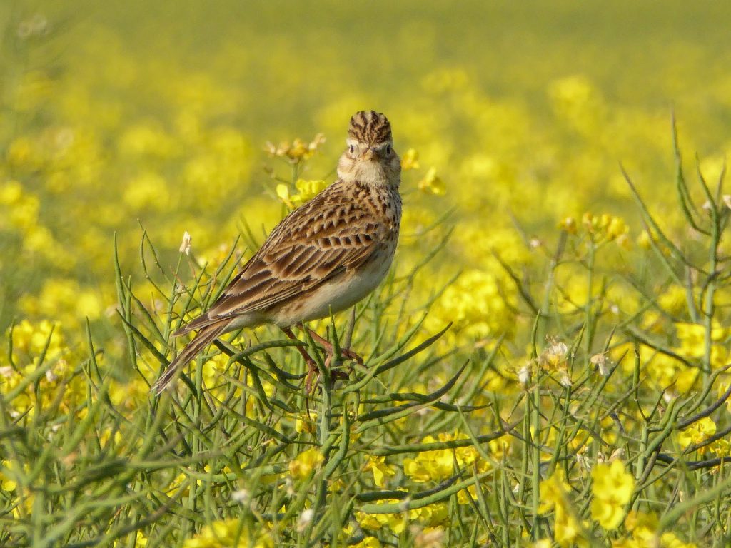 Steun Topsectoren voor ontwikkeling Biodiversiteitsmonitor Akkerbouw