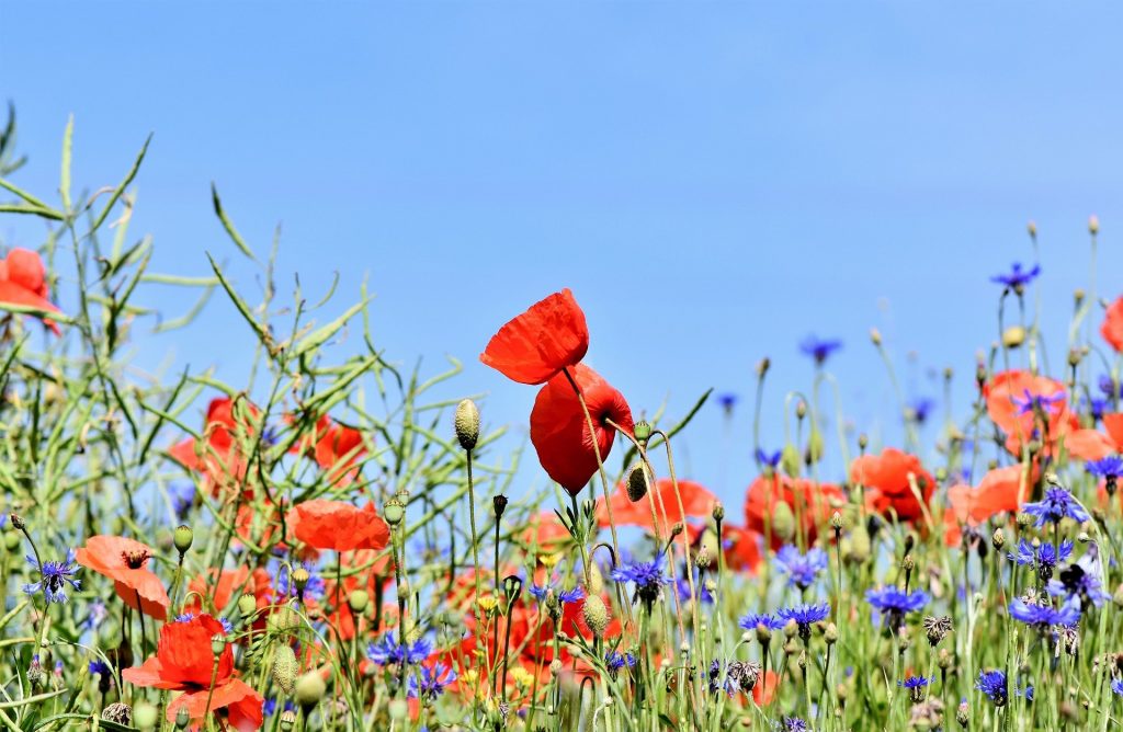 Delta Labs voor biodiversiteitsherstel bekendgemaakt