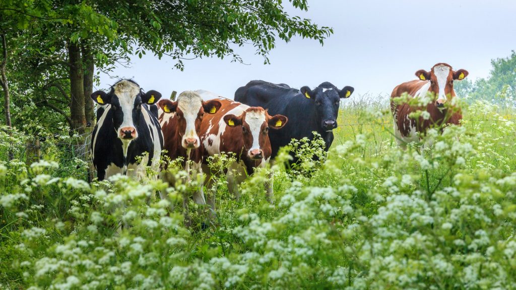 Belangrijke rol voor biodiversiteit in Realisatieplan Visie LNV