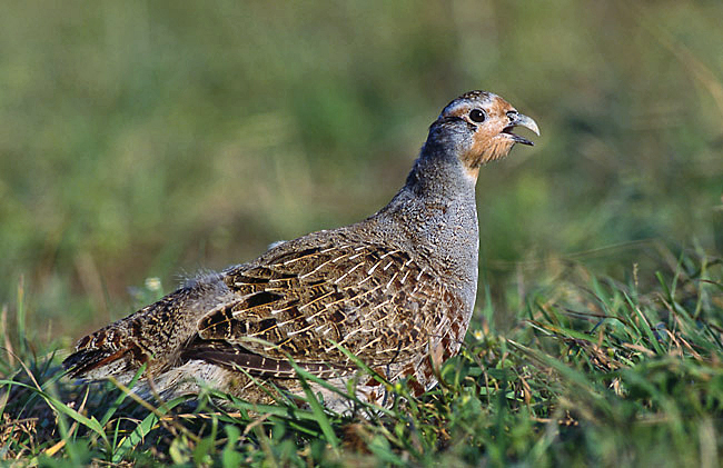 Maak kennis met de 8 nieuwe projecten voor biodiversiteitsherstel